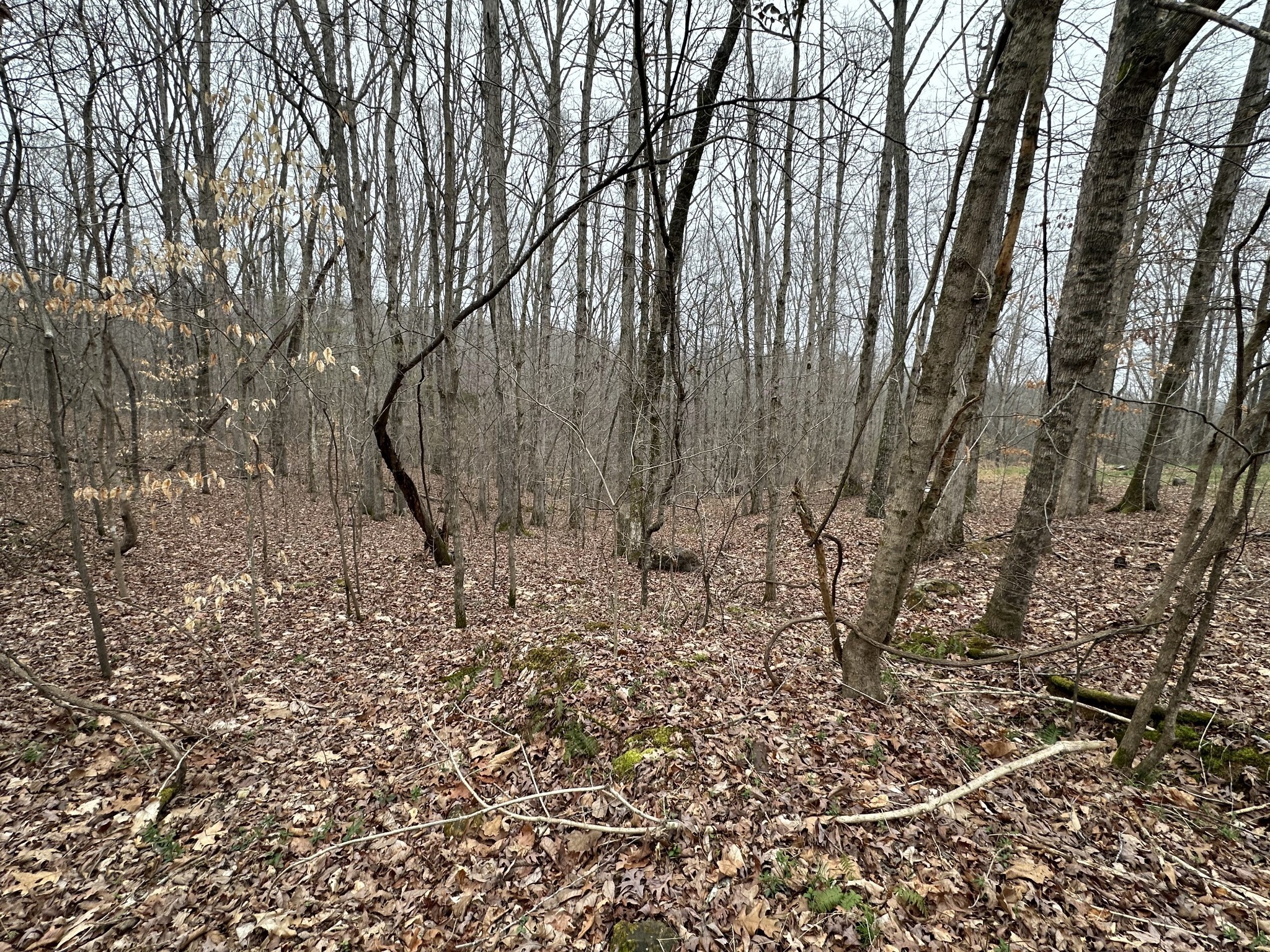 138 Rack Road Bon Aqua, TN 37025 - Photo 6 of 8 a view of a yard with wooden fence