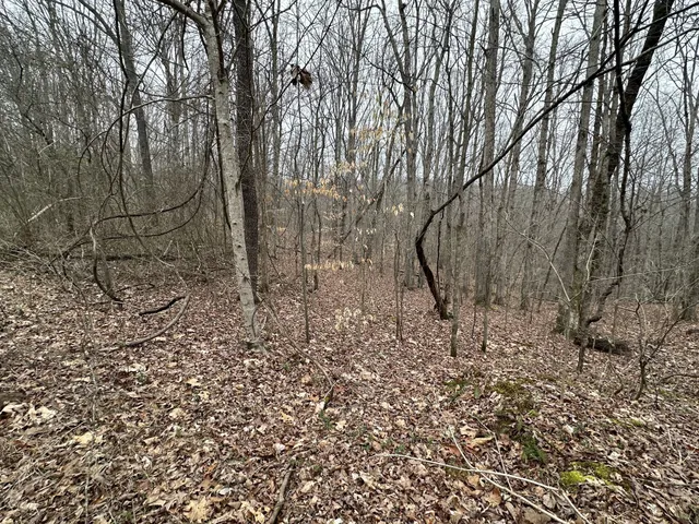 a view of a yard with large trees