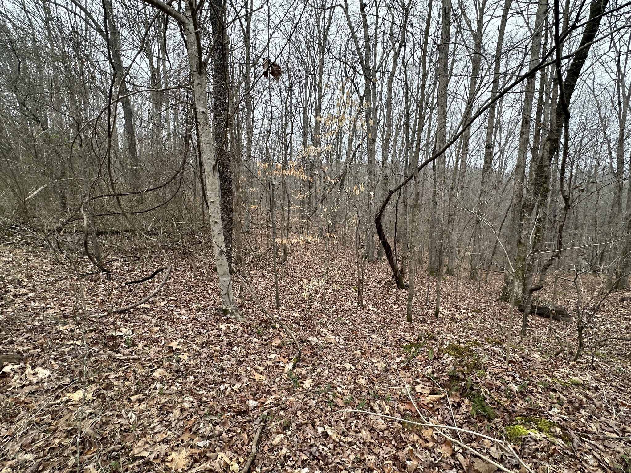 138 Rack Road Bon Aqua, TN 37025 - Photo 7 of 8 a view of a yard with large trees