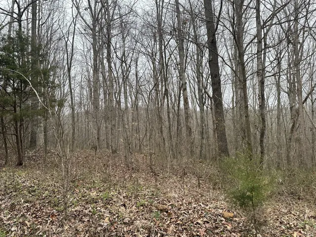 a view of three trees