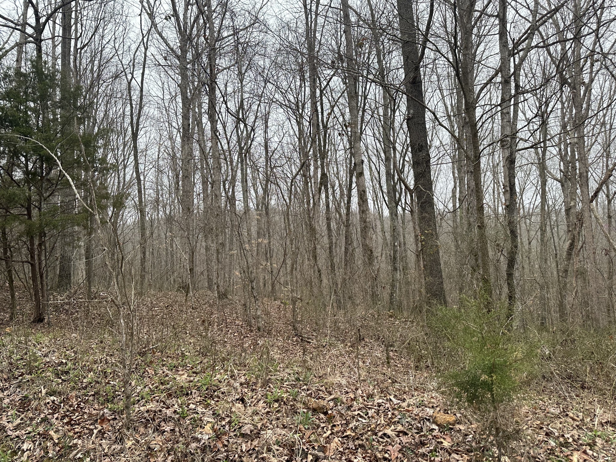 138 Rack Road Bon Aqua, TN 37025 - Photo 8 of 8 a view of three trees