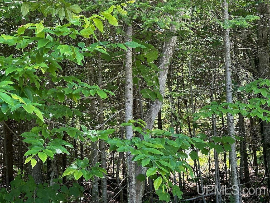 Parcel B Webb Road Grand Marais, MI 49839 - Photo 20 of 28