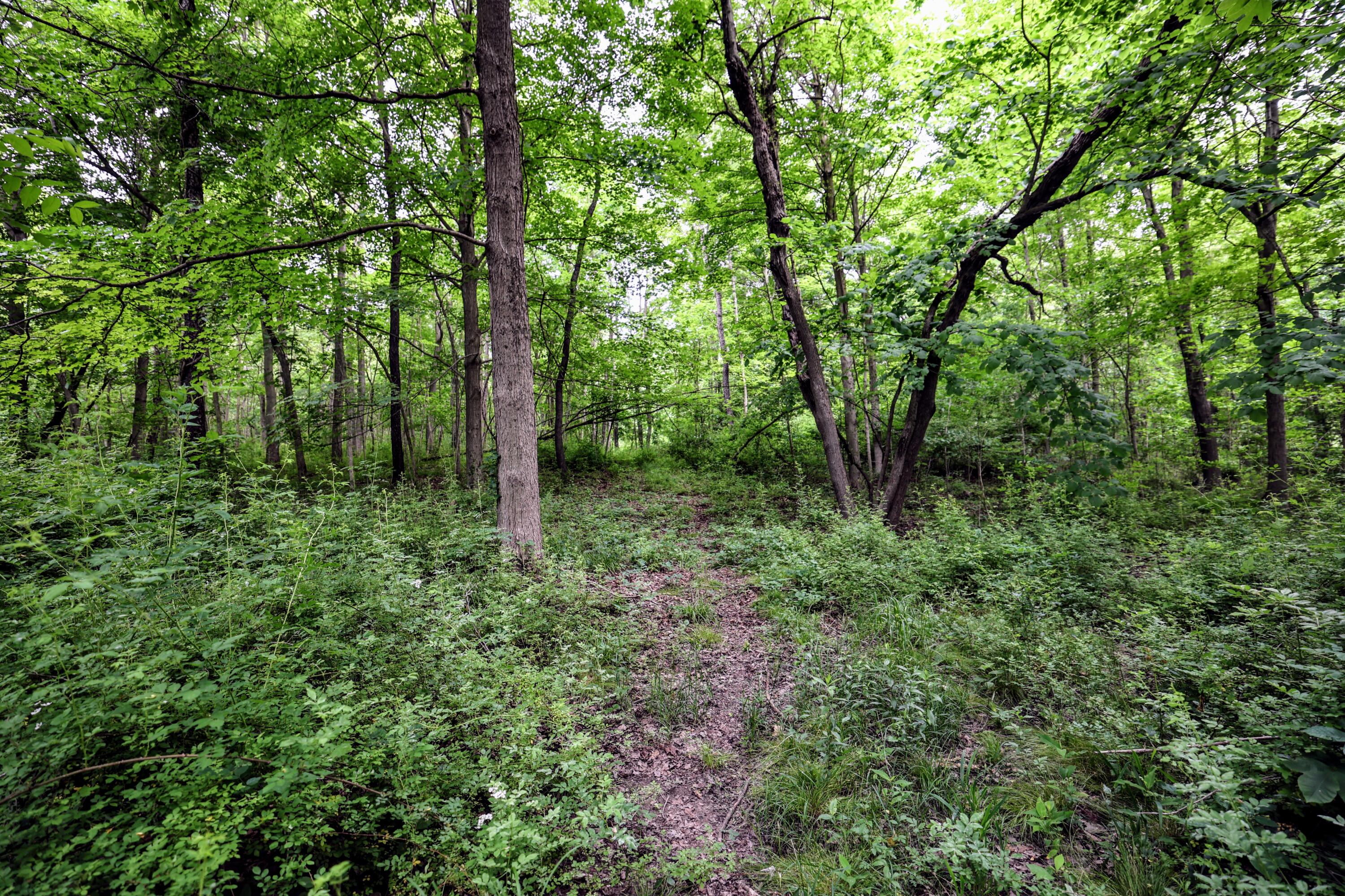 Vl Black River Road Bangor, MI 49013 - Photo 5 of 54 5