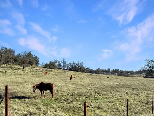 a view of lake with trees