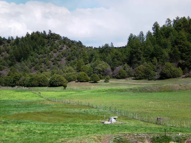 a view of a grassy field with trees