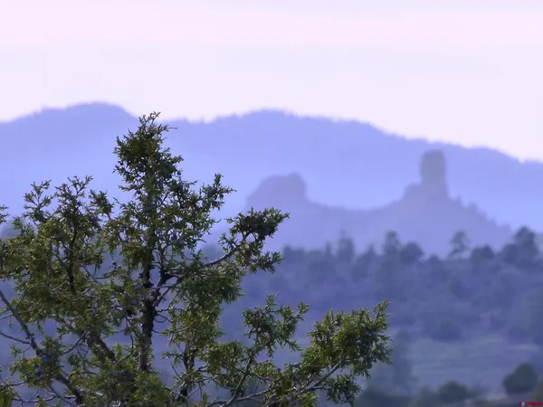 a picture of outdoor space with lots of trees