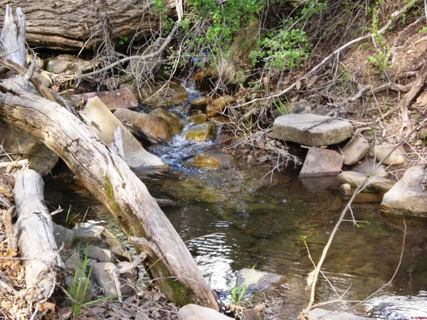 a view of a forest with a tree