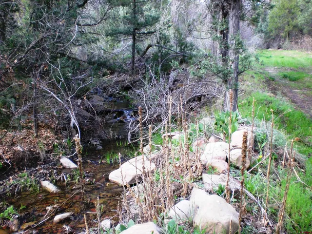 a view of a forest with trees in front of it