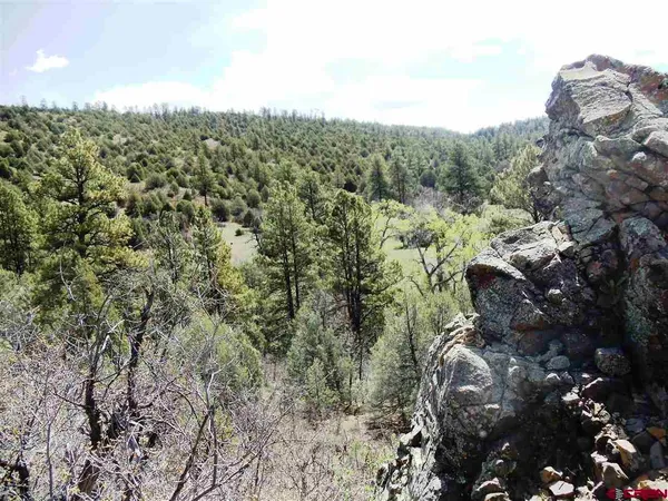 a view of a forest with a tree
