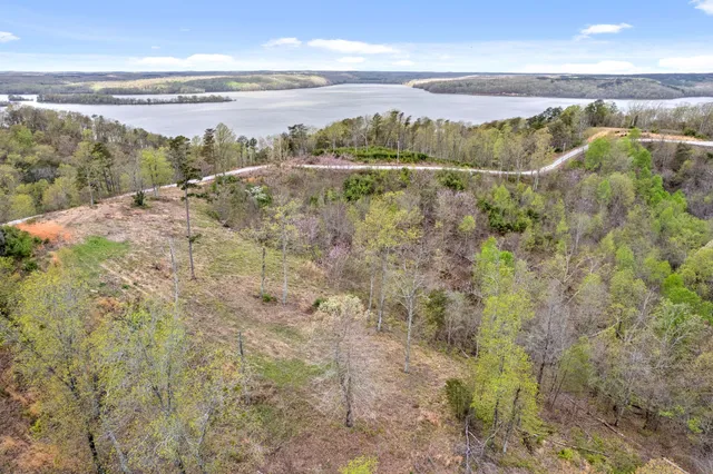 a close up of a tree