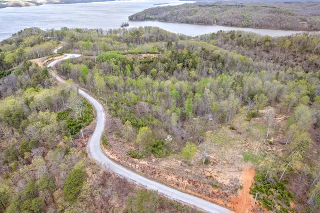a view of a forest with a forest