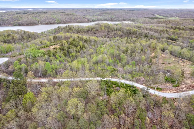 a view of a forest with a mountain