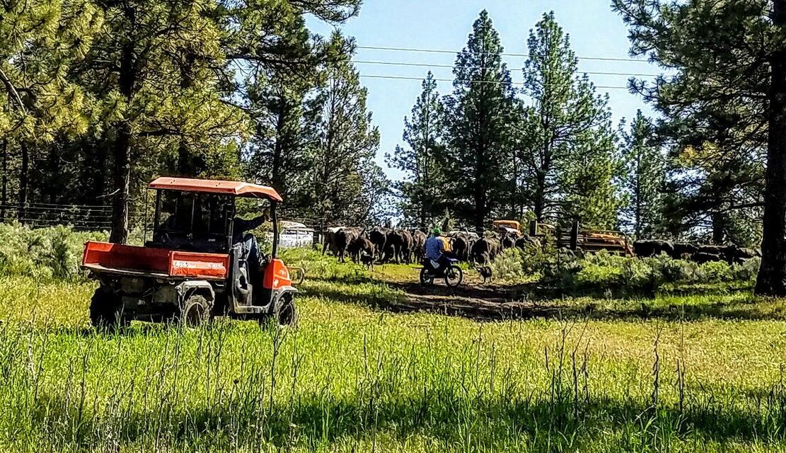 20893 Sprague River Road Chiloquin, OR 97624 - Photo 46 of 75 20893 46