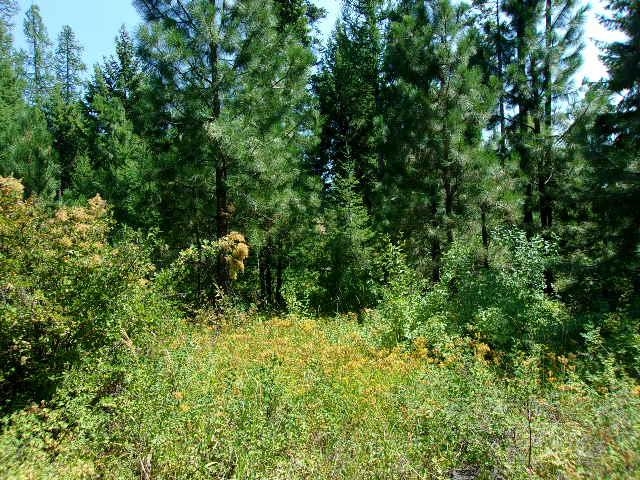 Xx Hoag Road Valley, WA 99181 - Photo 2 of 10