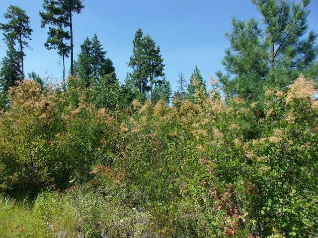 Xx Hoag Road Valley, WA 99181 - Photo 4 of 10