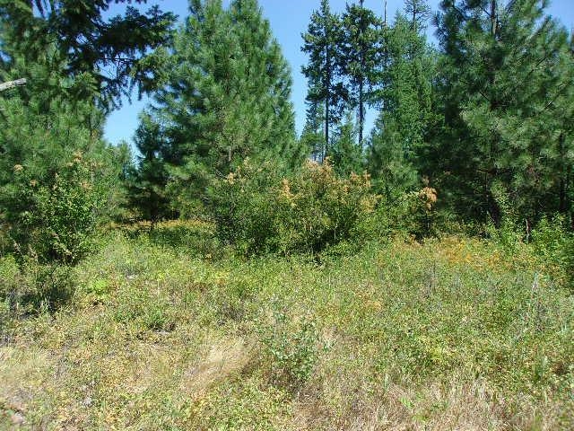 Xx Hoag Road Valley, WA 99181 - Photo 5 of 10