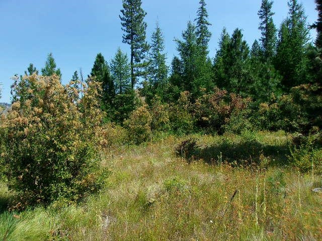 Xx Hoag Road Valley, WA 99181 - Photo 6 of 10