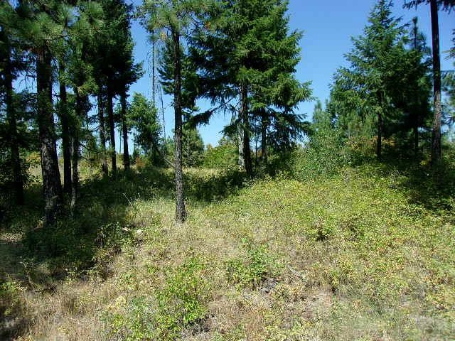 Xx Hoag Road Valley, WA 99181 - Photo 7 of 10