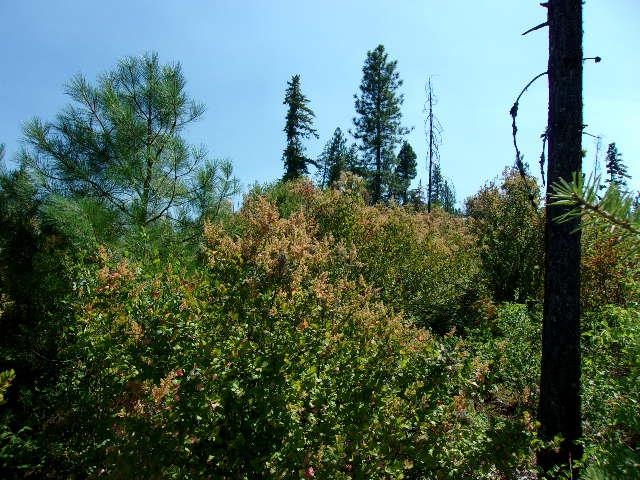 Xx Hoag Road Valley, WA 99181 - Photo 9 of 10