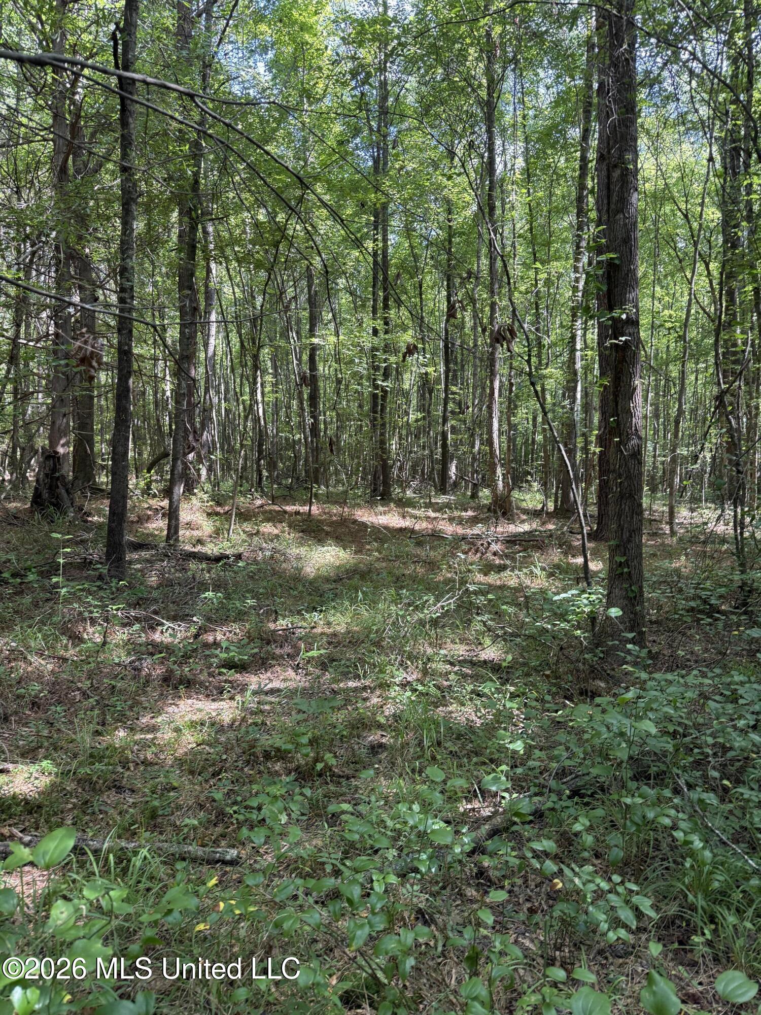 407 Highway Kilmichael Ms 39747 French Camp, MS 39745 - Photo 7 of 26 IMG_6297