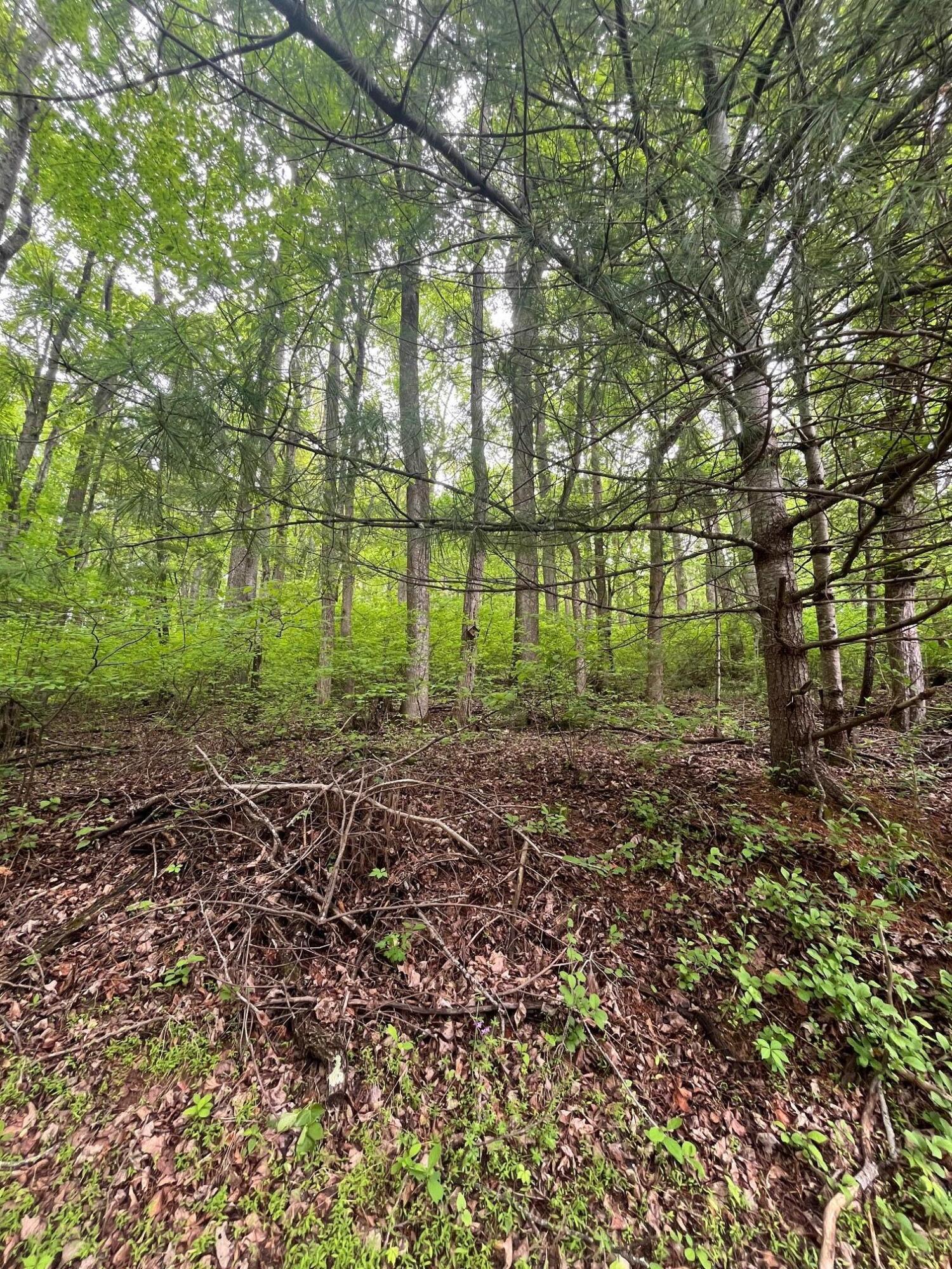 9737 Pine Forest Road Northeast Copper Hill, VA 24079 - Photo 30 of 41 a view of a green field with lots of bushes