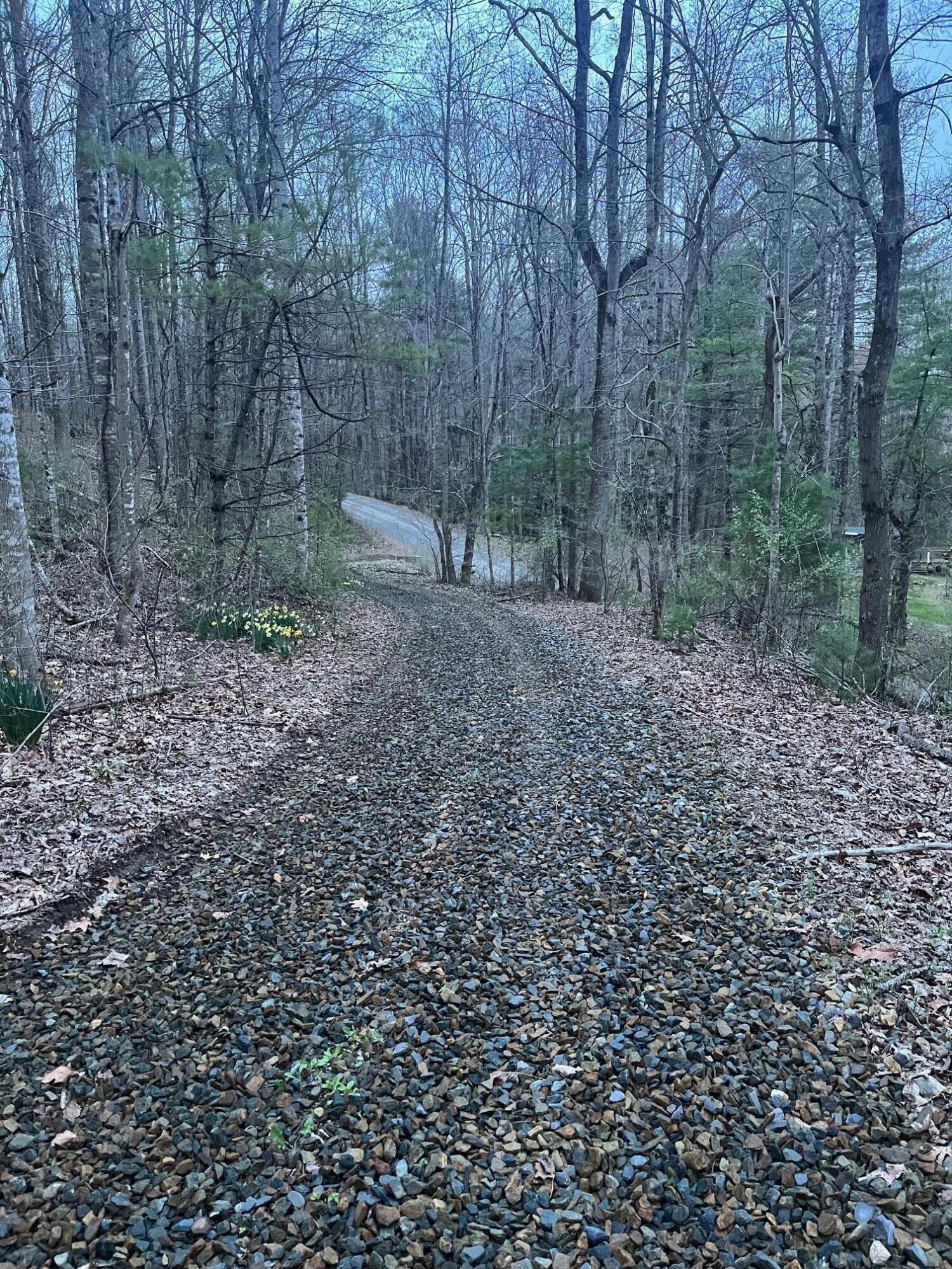 9737 Pine Forest Road Northeast Copper Hill, VA 24079 - Photo 4 of 41 a view of a yard with plants and trees