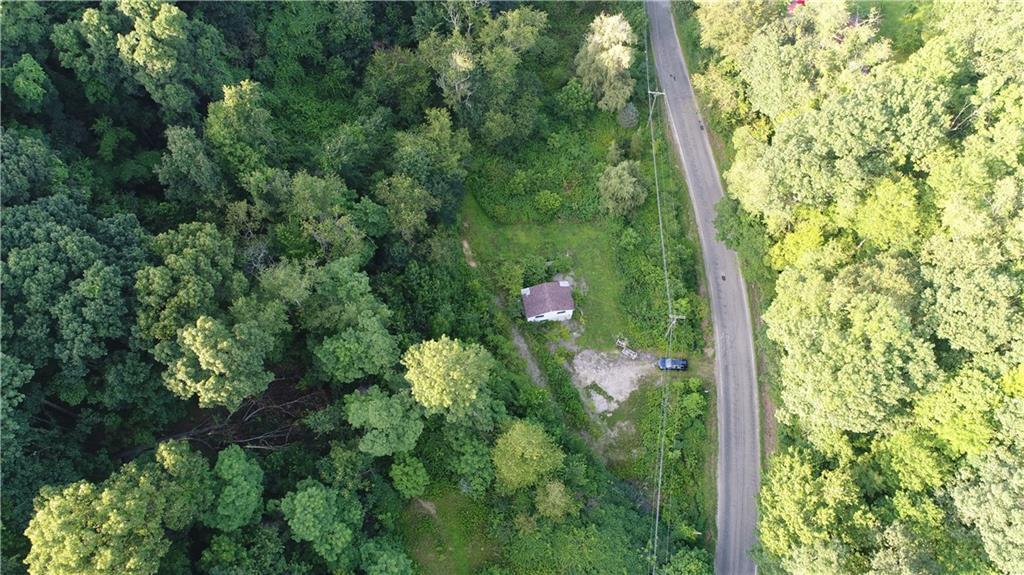 a close up of a plant in a garden