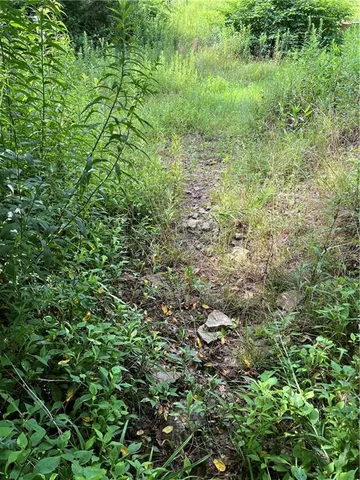 a view of a lush green forest