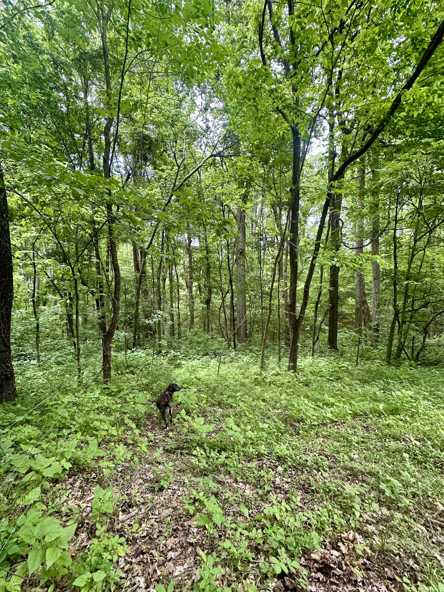 0 Hall Road Greenbrier, TN 37073 - Photo 15 of 28 a big yard with lots of green space and deers