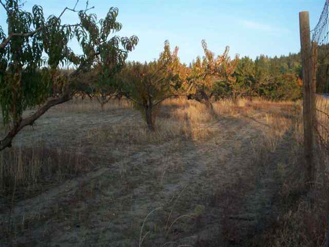 Lot 4 Peachcrest Road Kettle Falls, WA 99141 - Photo 1 of 5 Gallery Image 1