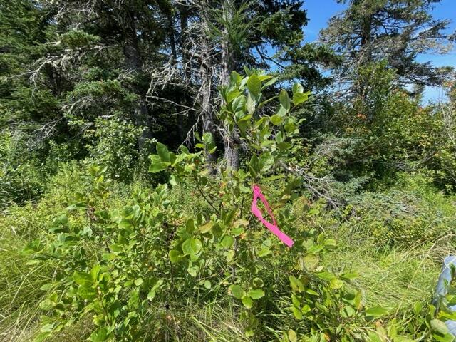 Lot 9 Wilcox Road Lubec, ME 04652 - Photo 27 of 29 IMG_5550