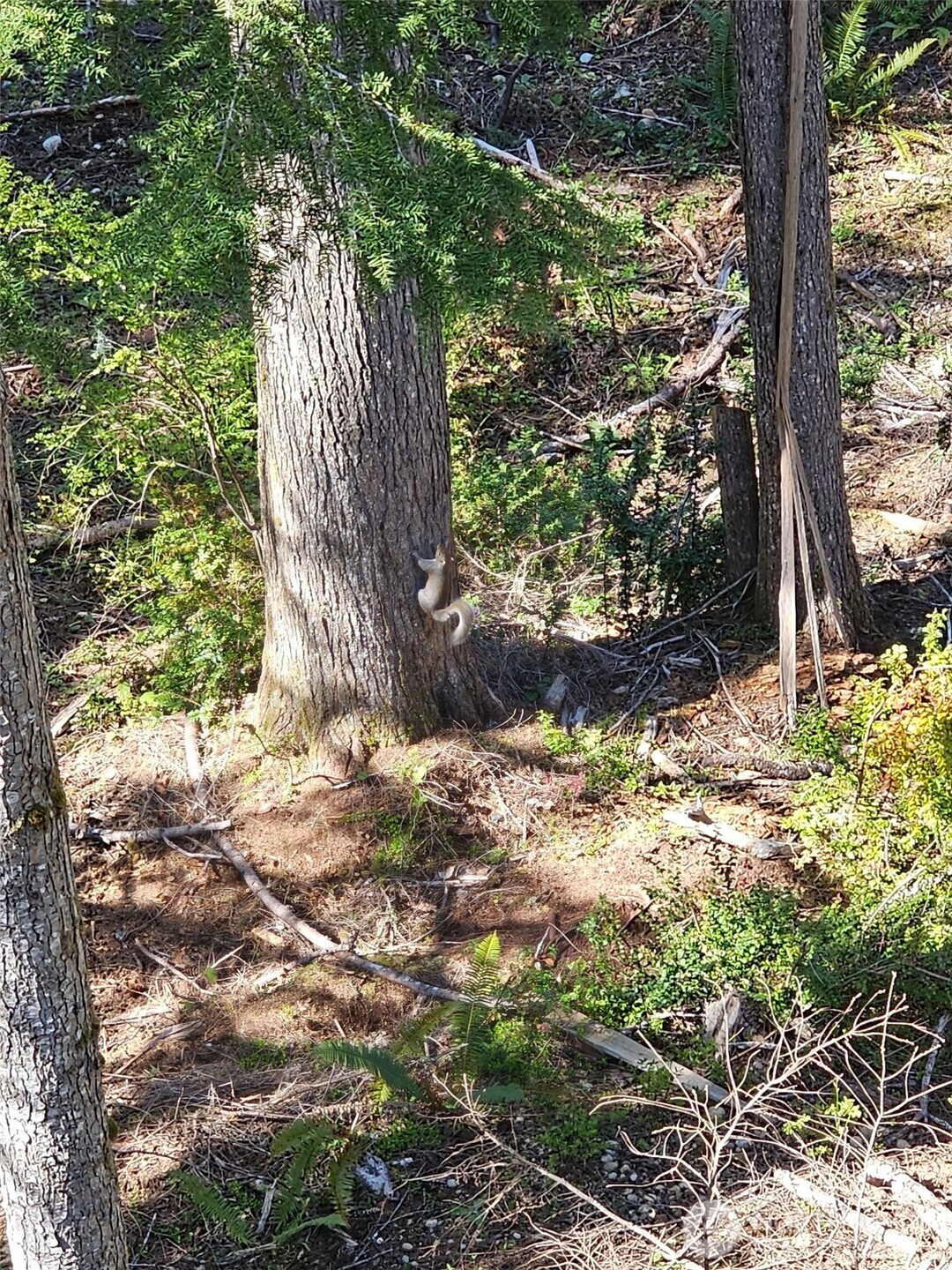 821 East Olde Lyme Road Shelton, WA 98584 - Photo 27 of 33 a view of a tree with a yard
