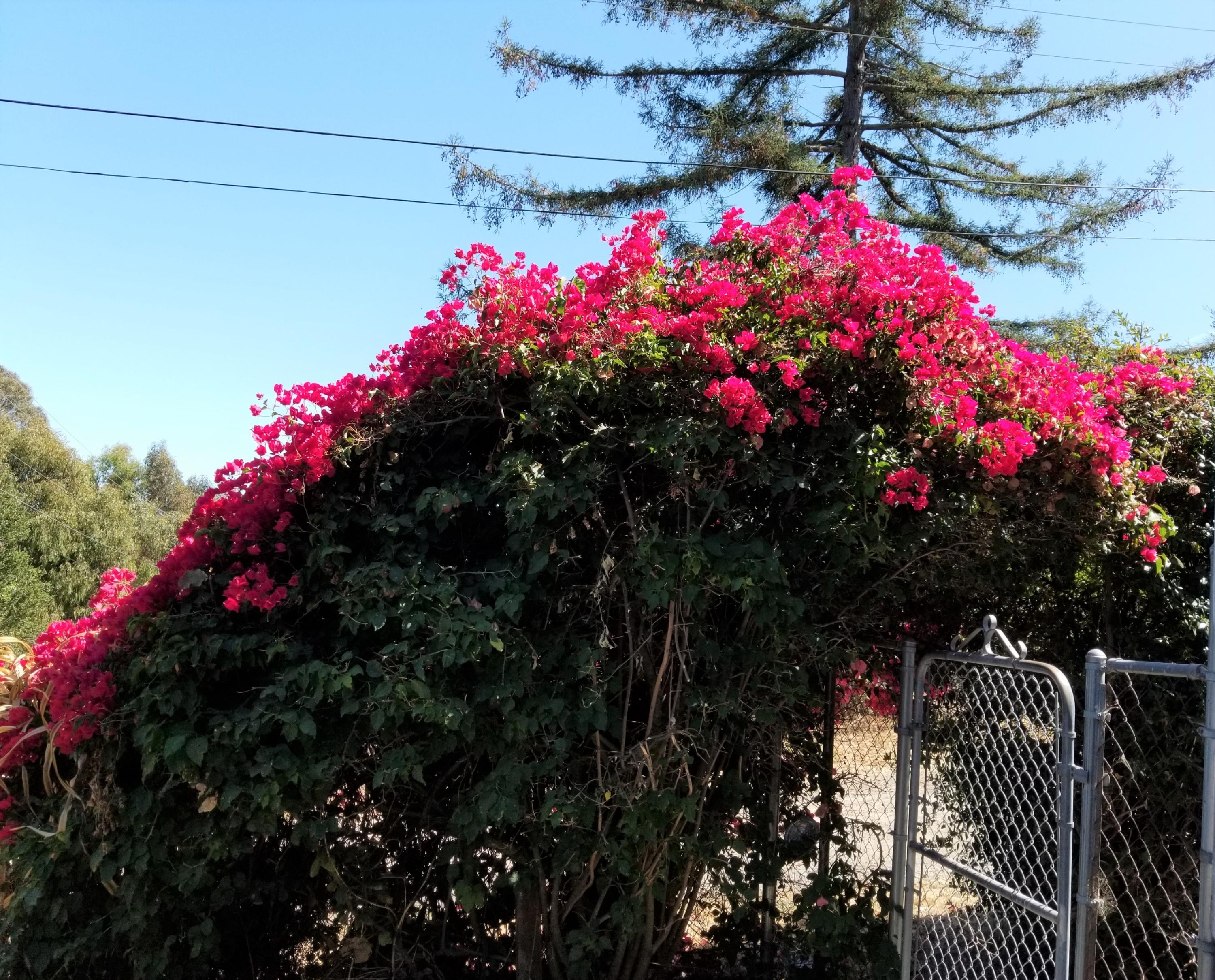 4087 Lambert Road El Sobrante, CA 94803 - Photo 35 of 35 20190821_145917 (2)
