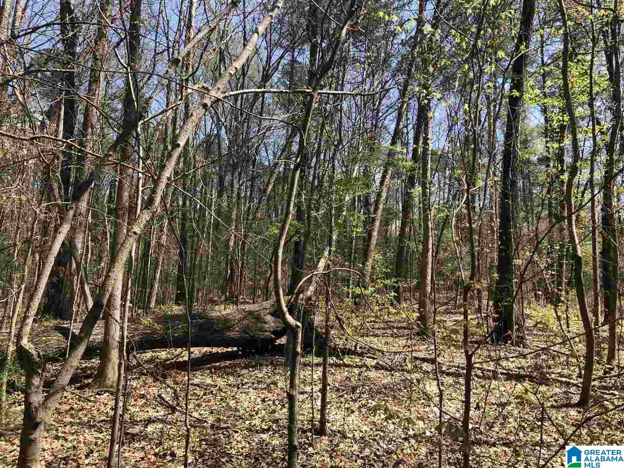 3892 Parkwood Road, Unit 6 ACRES Birmingham, AL 35244 - Photo 4 of 6