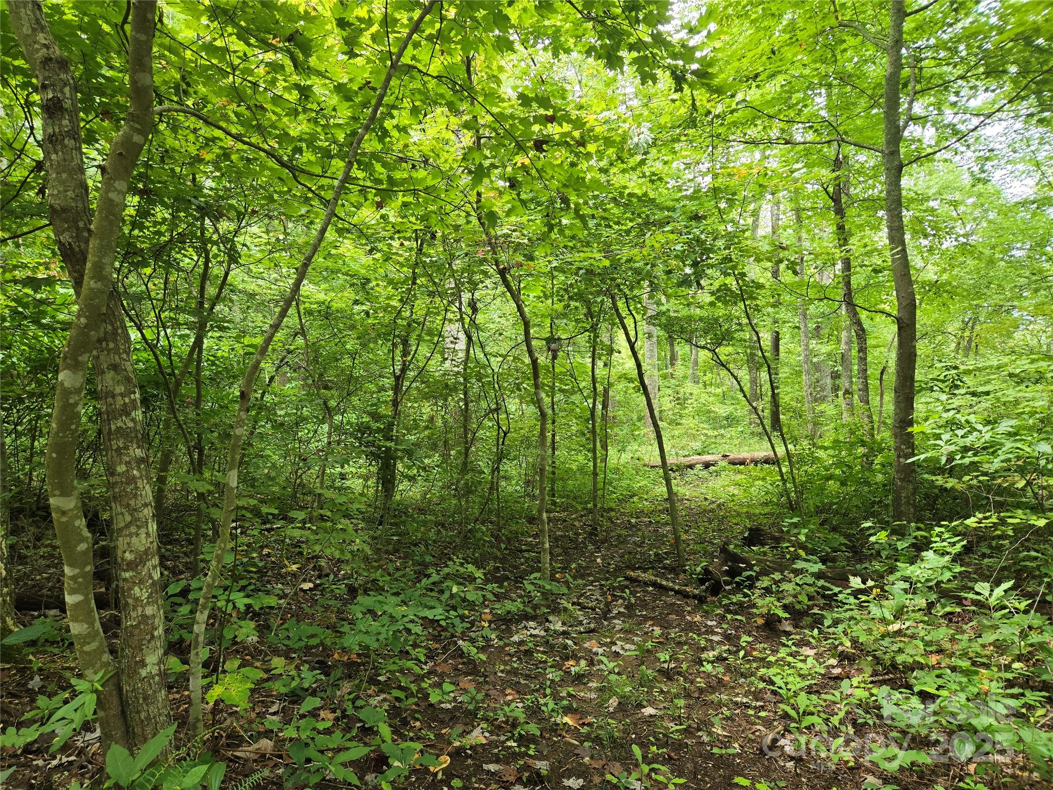 0 Buffalo Ridge Canton, NC 28716 - Photo 13 of 42 a view of lush green forest