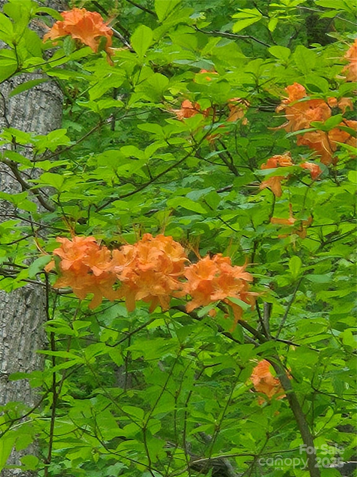 0 Buffalo Ridge Canton, NC 28716 - Photo 39 of 42 a backyard of a house with lots of green space