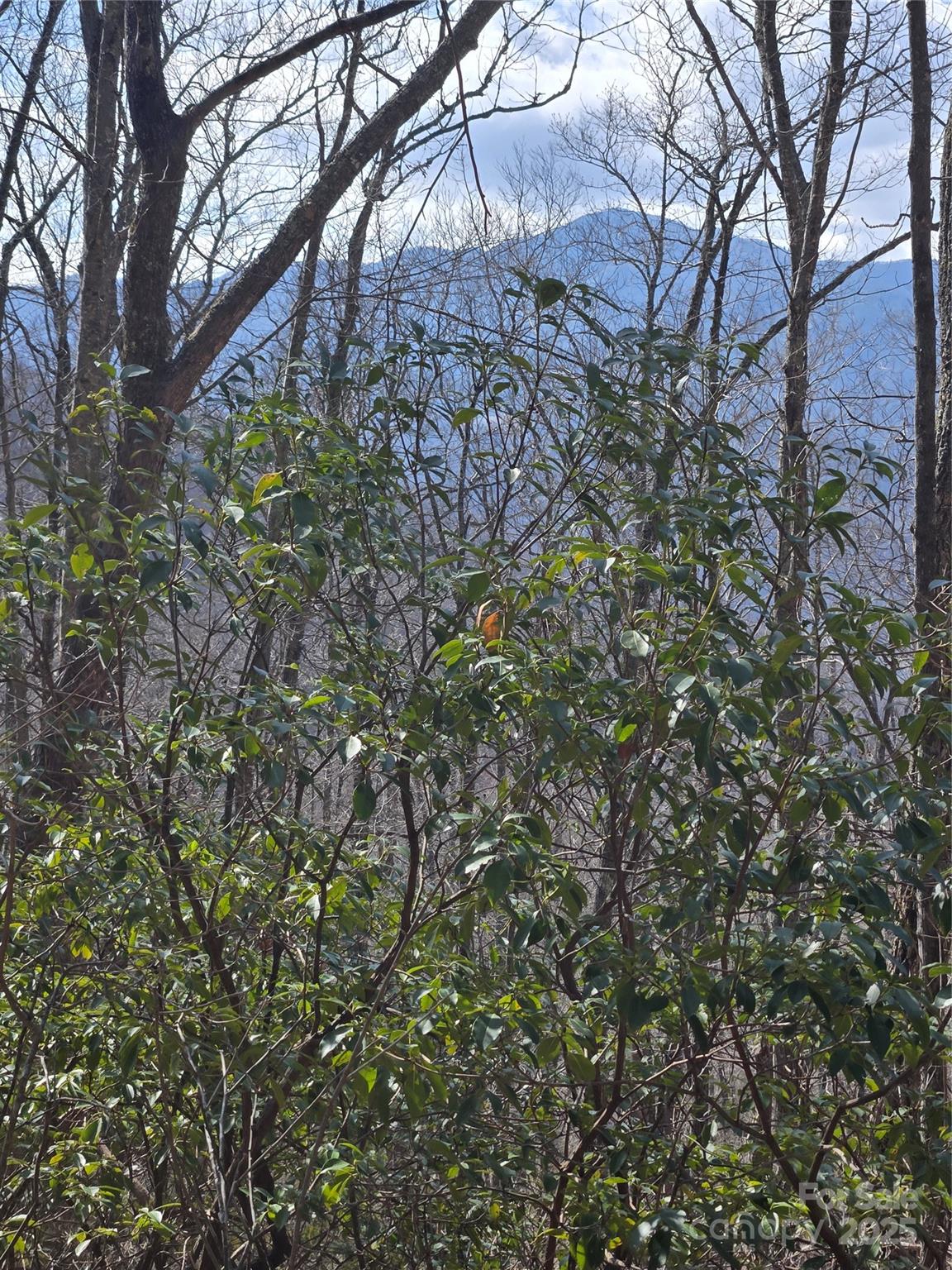 0 Buffalo Ridge Canton, NC 28716 - Photo 5 of 42 a view of a yard