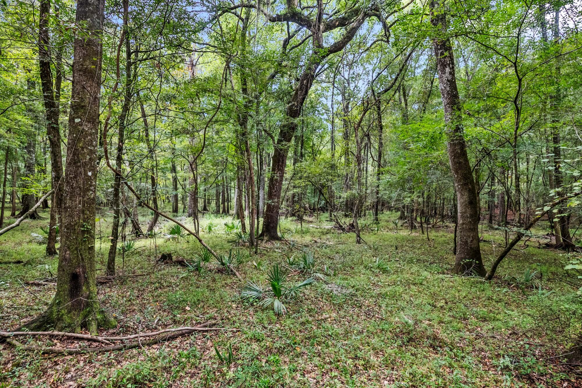 7884 Peirce Road Ridgeville, SC 29472 - Photo 70 of 84 HFL_EDISTO RIVER 80+ ACRES-66