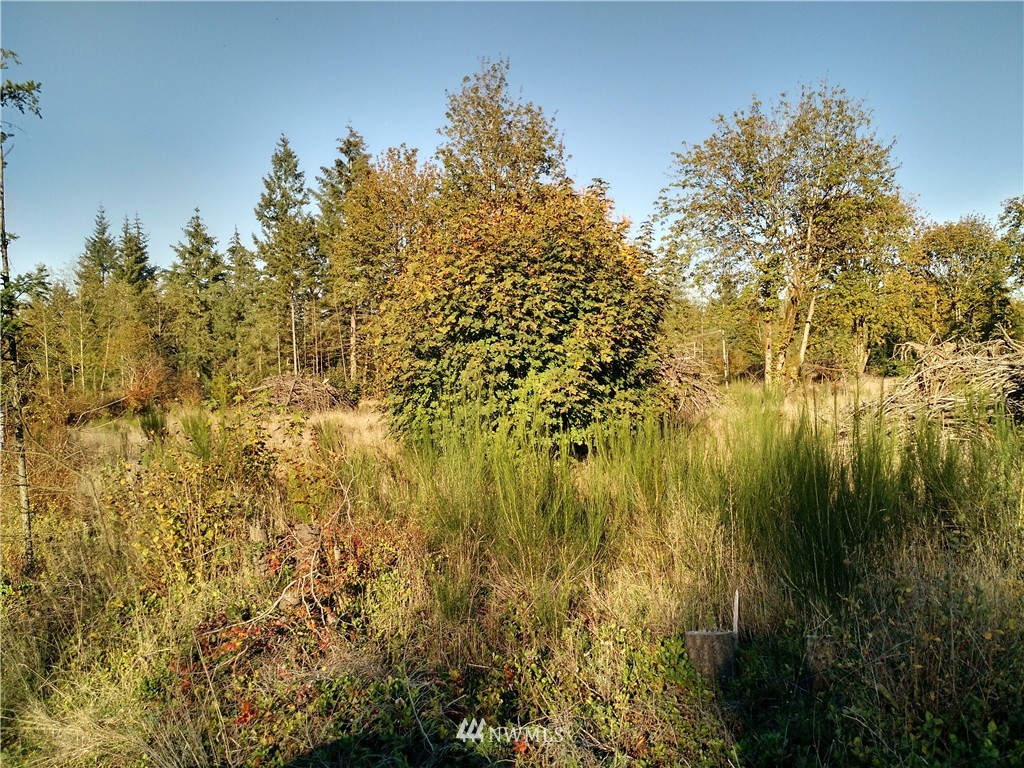 -off Hart Road Winlock, WA 98596 - Photo 3 of 5