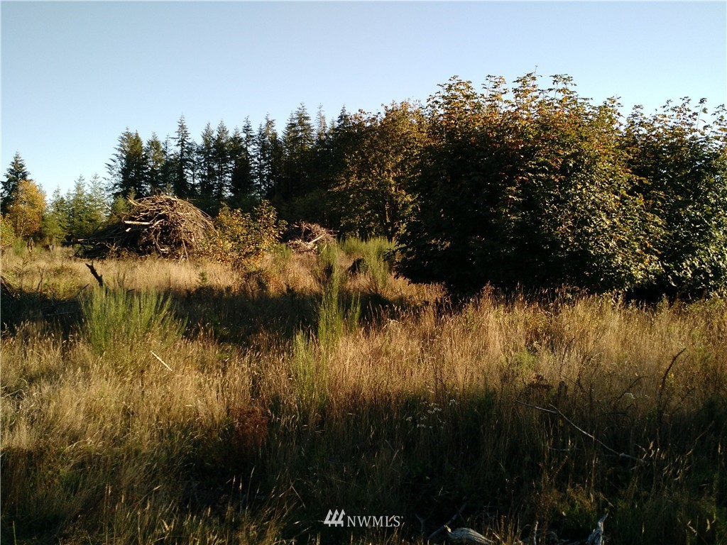 -off Hart Road Winlock, WA 98596 - Photo 4 of 5