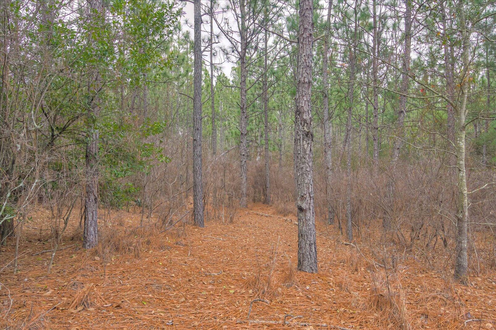 3855 Shiloh Church Road Aiken, SC 29805 - Photo 39 of 43 Gallery Image 39