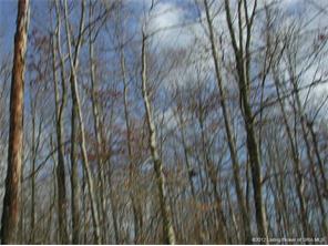 0 South Devils Hollow Road Milltown, IN 47145 - Photo 6 of 6 Gallery Image 6