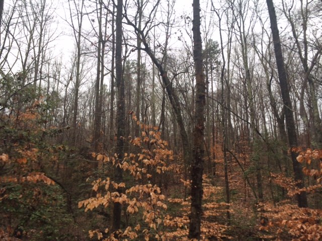 29.9-acres Chapman Road Belton, SC 29627 - Photo 3 of 6