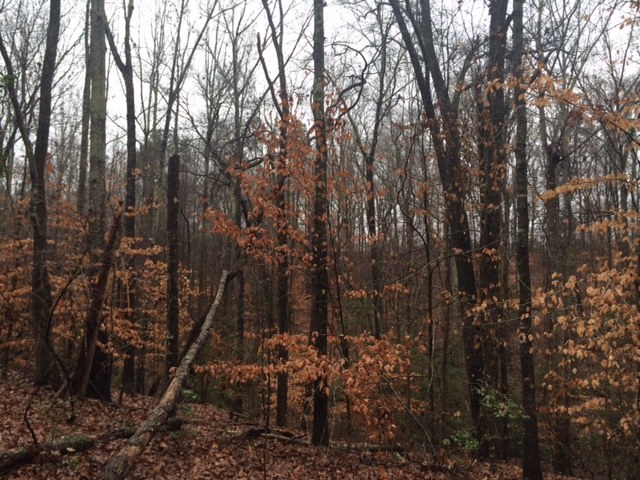 29.9-acres Chapman Road Belton, SC 29627 - Photo 4 of 6