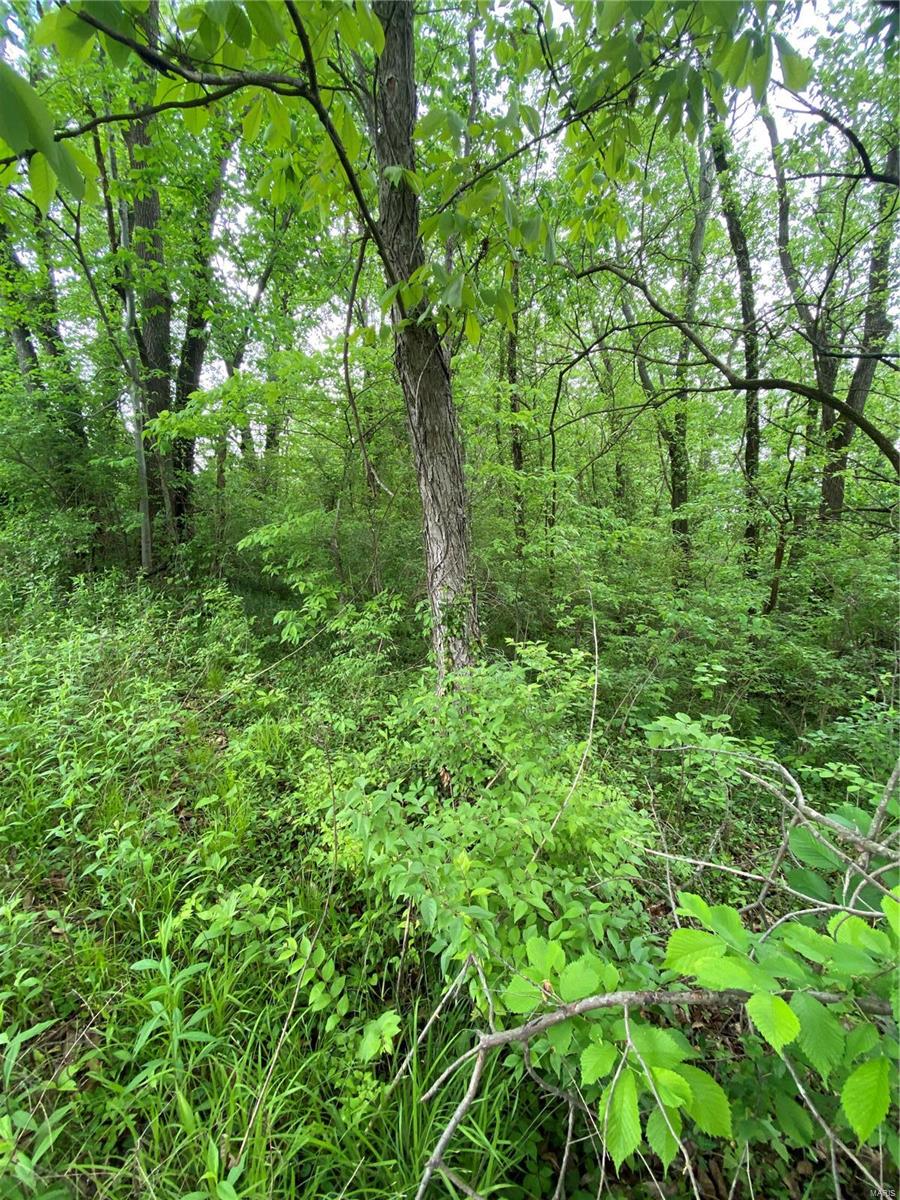 1136 Hazel Dell Road Greenville, IL 62246 - Photo 33 of 50 Gallery Image 33