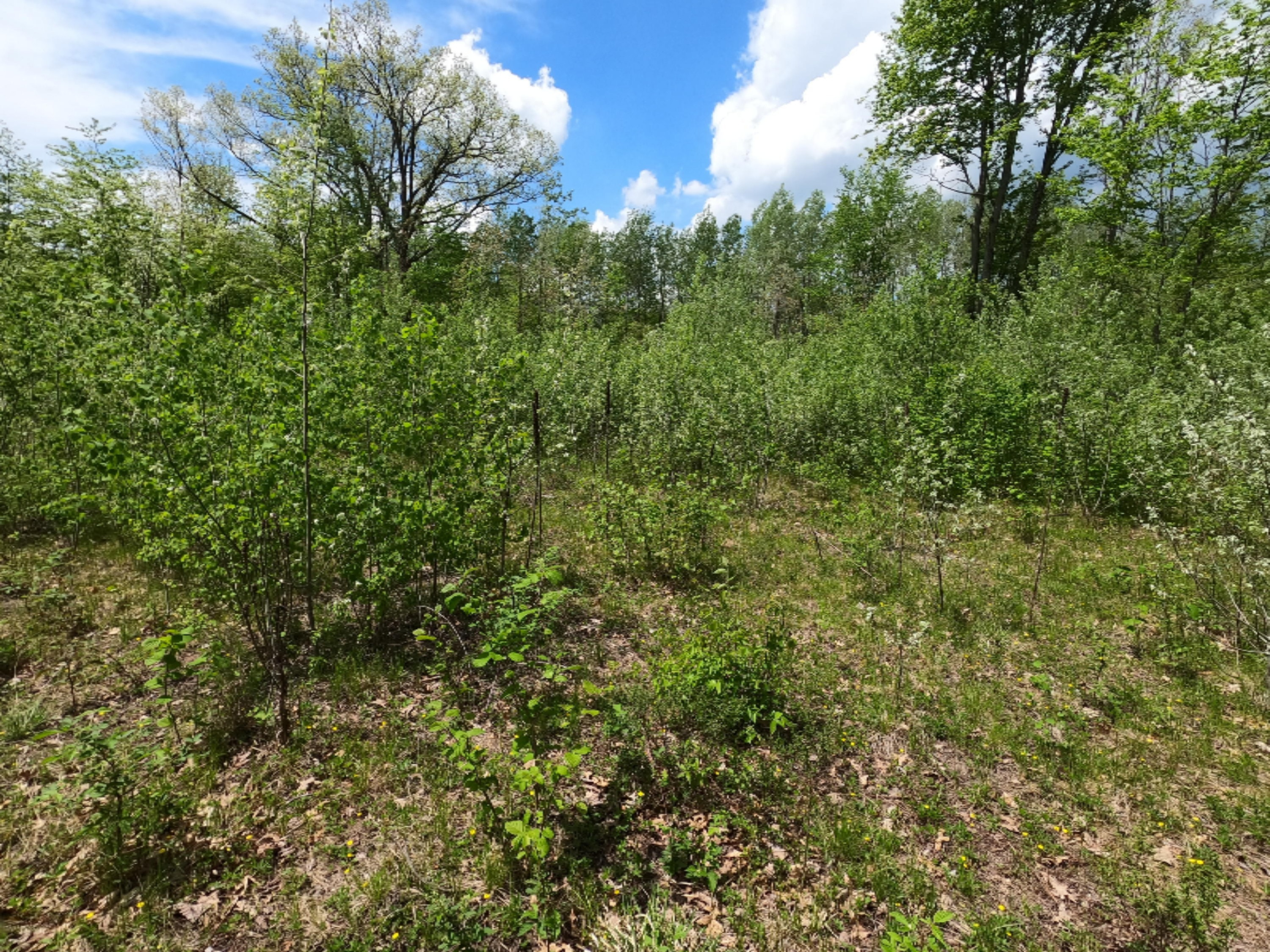 11 11 Mile Road Mecosta, MI 49332 - Photo 5 of 12 GOPR0089