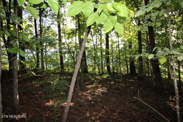 523 Rudd Hollow Road Townsend, TN 37882 - Photo 10 of 11 Cromwell Rudd Hollow (9)