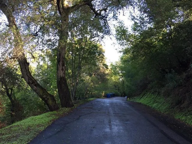 a view of a forest with trees in the background