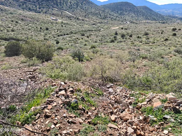 a view of a field with plants and large trees