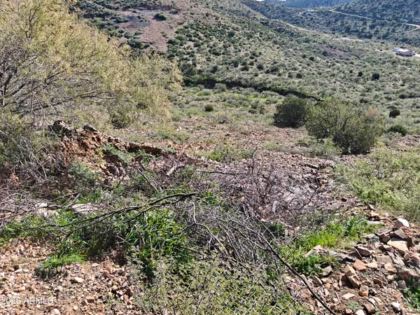 a view of a yard with a large tree